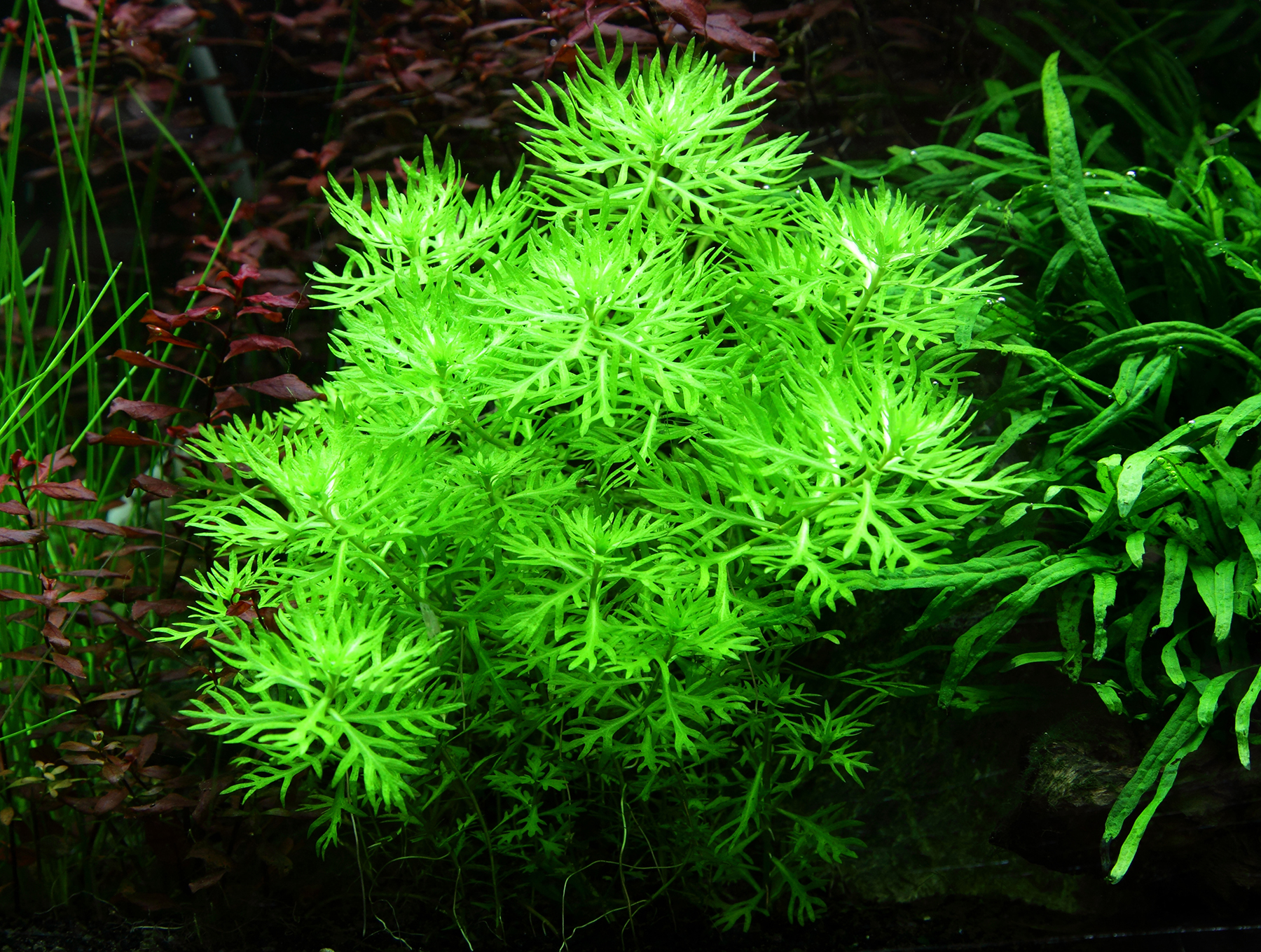 Hottonia palustris (Water Violet)